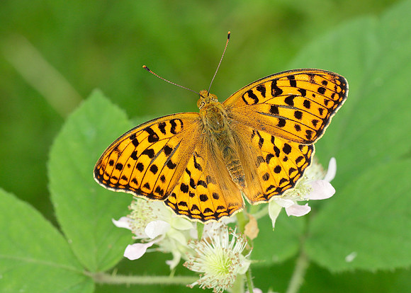 High Brown Fritillary Argynnis adippe