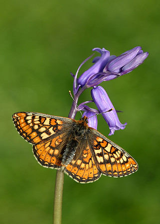 Marsh Fritillary Euphydryas aurinia