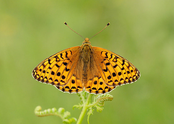 Dark Green Fritillary Argynnis aglaja