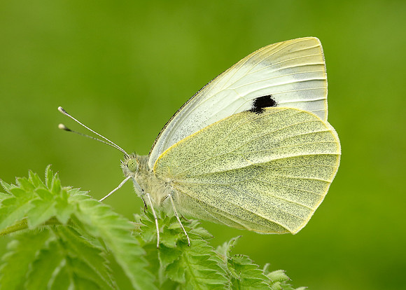 Large White Pieris brassicae
