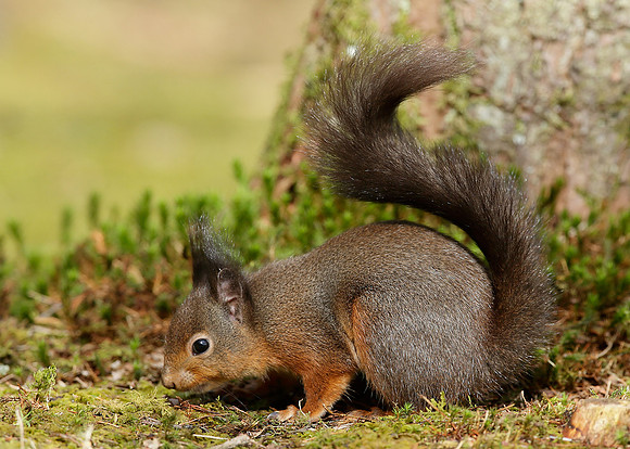 Red Squirrel Sciurus vulgaris