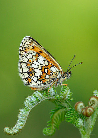 Heath Fritillary Melitaea athalia