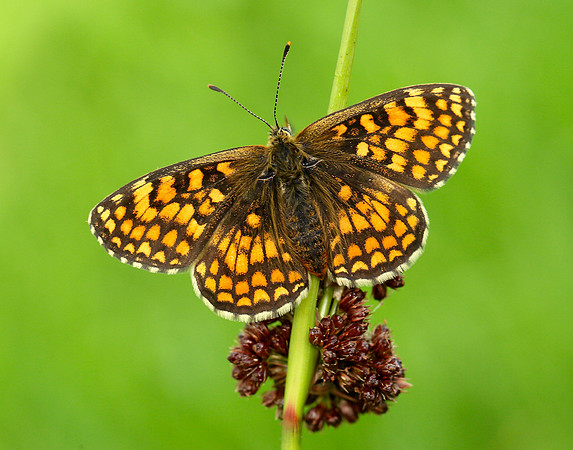 Heath Fritillary Melitaea athalia