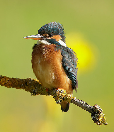 Kingfisher Alcedo atthis
