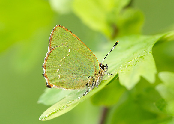 Green Hairstreak Callophrys rubi