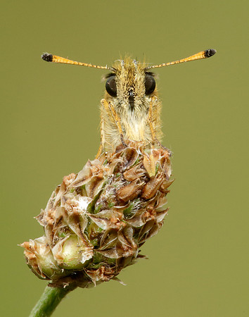 Essex Skipper Thymelicus lineola