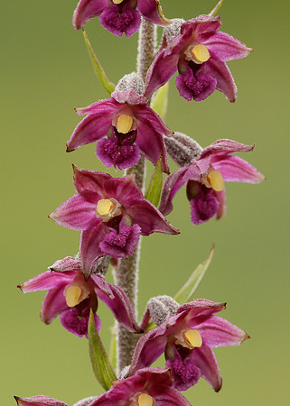 Dark Red Helleborine Epipactis atrorubens