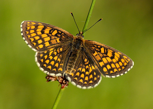 Heath Fritillary Melitaea athalia