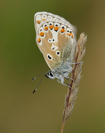 Common Blue Polyommatus icarus