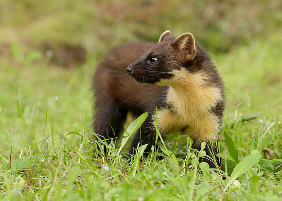 Pine Marten Martes martes