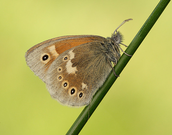 Large Heath Coenonympha tullia polydama