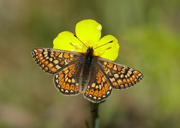 Marsh Fritillary Euphydryas aurinia