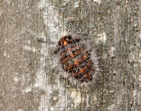 70.249 BF1929 Rannoch Brindled Beauty Lycia lapponaria