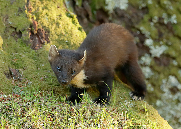Pine Marten Martes martes