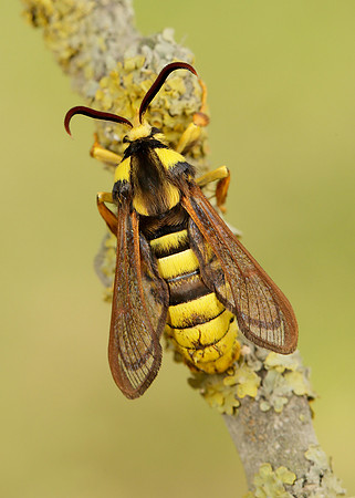 52.002 BF0370 Hornet Moth Sesia apiformis