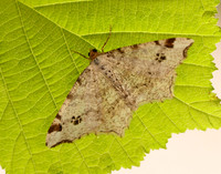 70.211 BF1889 Peacock Moth Macaria notata