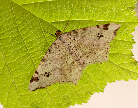 70.211 BF1889 Peacock Moth Macaria notata