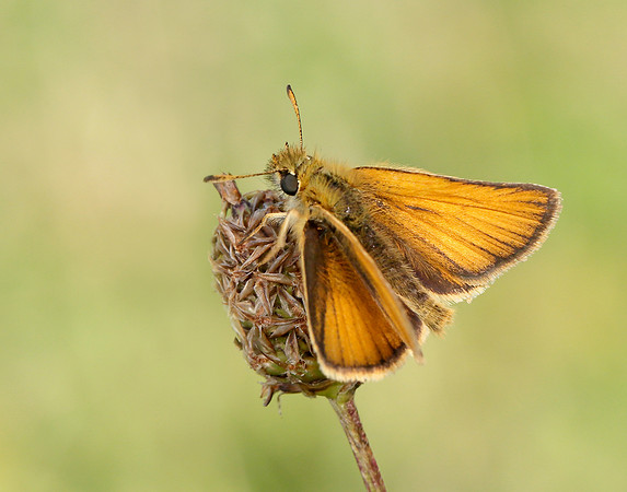 Essex Skipper Thymelicus lineola