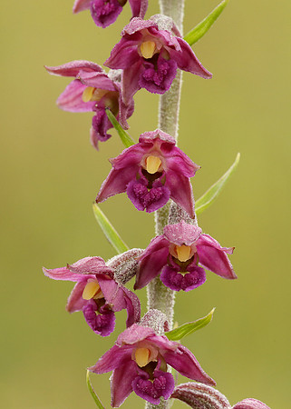 Dark Red Helleborine Epipactis atrorubens