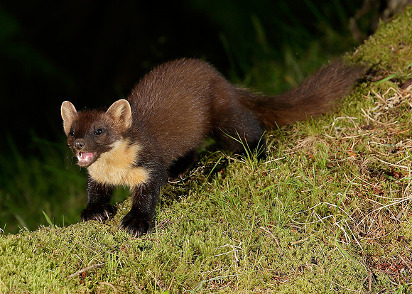 Pine Marten Martes martes