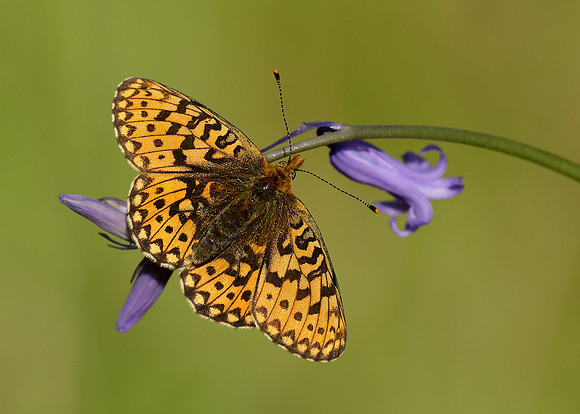 Pearl-Bordered Fritillary Boloria euphrosyne
