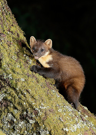 Pine Marten Martes martes