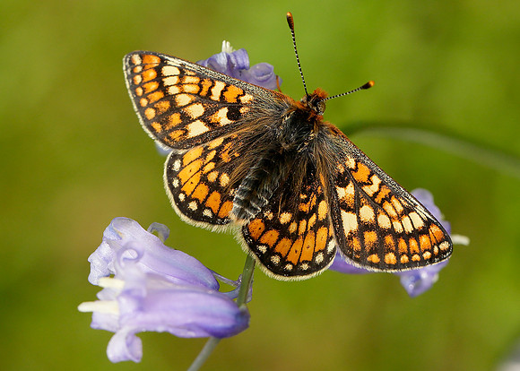 Marsh Fritillary Euphydryas aurinia