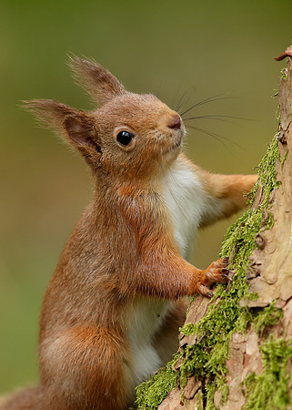 Red Squirrel Sciurus vulgaris