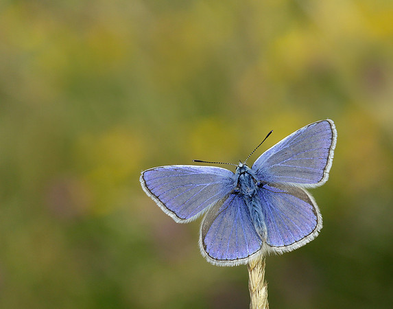 Common Blue Polyommatus icarus