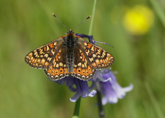 Marsh Fritillary Euphydryas aurinia