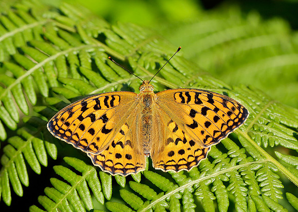 High Brown Fritillary Argynnis adippe