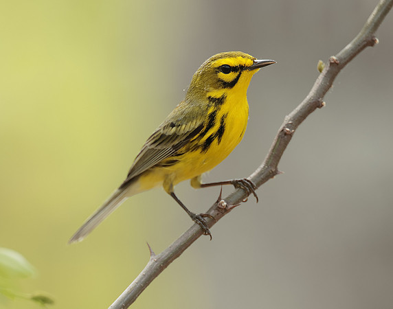 Prairie Warbler Setophaga discolor