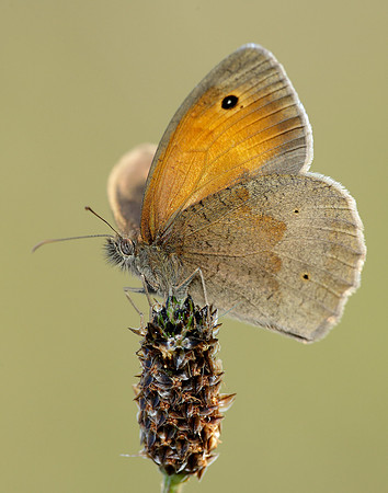 Meadow Brown Maniola jurtina