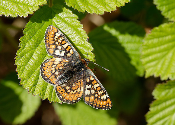 Marsh Fritillary Euphydryas aurinia