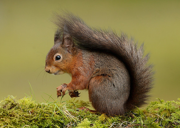 Red Squirrel Sciurus vulgaris