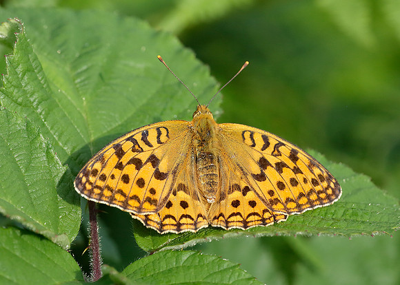 High Brown Fritillary Argynnis adippe
