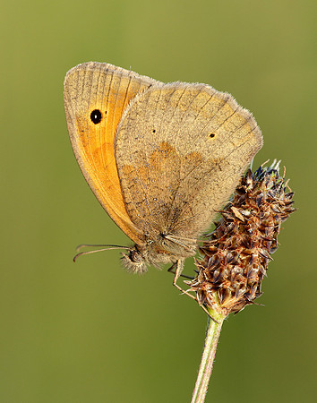 Meadow Brown Maniola jurtina
