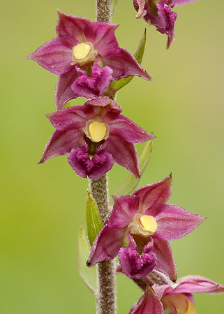 Dark Red Helleborine Epipactis atrorubens