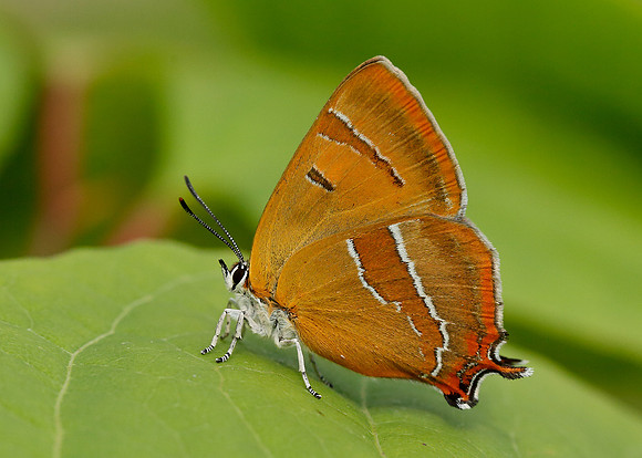 Brown Hairstreak Thecla betulae