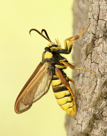 52.002 BF0370 Hornet Moth Sesia apiformis