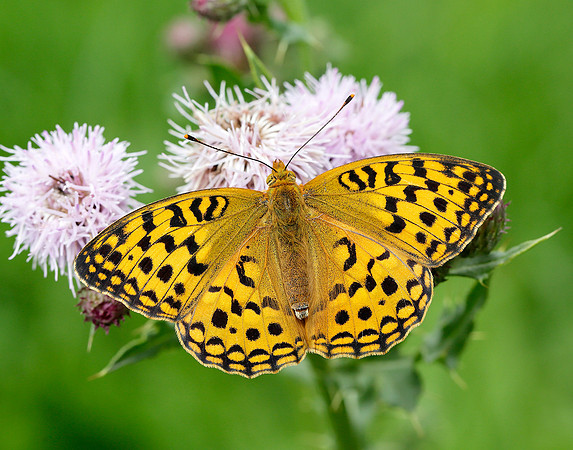 High Brown Fritillary Argynnis adippe