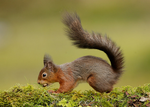 Red Squirrel Sciurus vulgaris