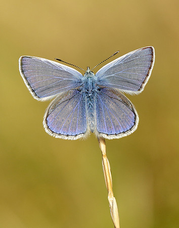 Common Blue Polyommatus icarus