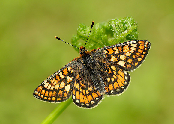 Marsh Fritillary Euphydryas aurinia