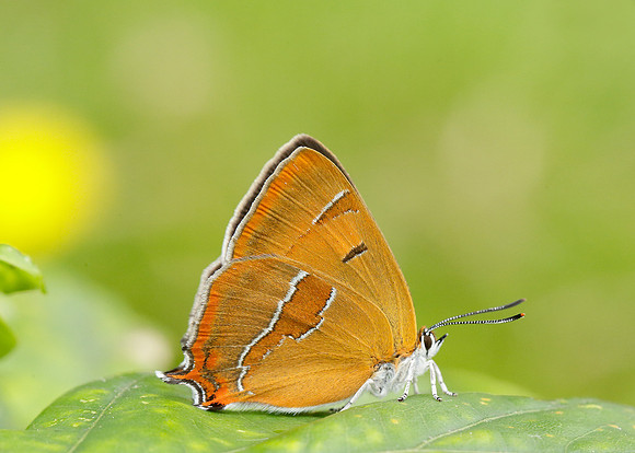 Brown Hairstreak Thecla betulae