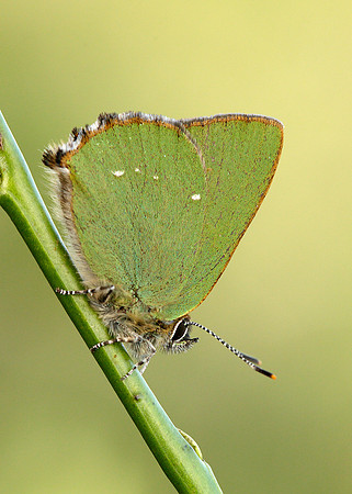 Green Hairstreak Callophrys rubi