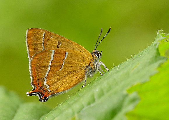 Brown Hairstreak Thecla betulae