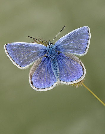 Common Blue Polyommatus icarus