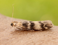 62.048 BF1470 Euzophera pinguis