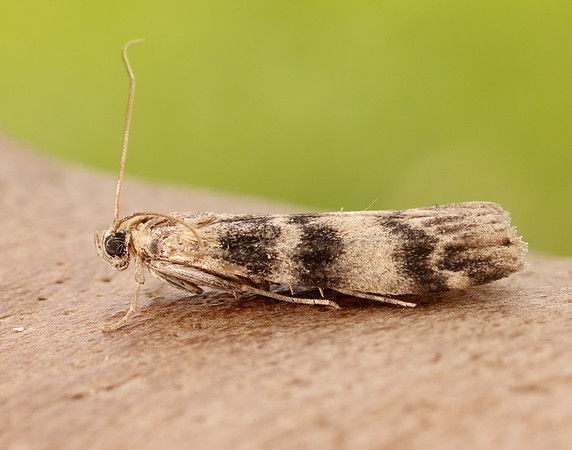 62.048 BF1470 Euzophera pinguis